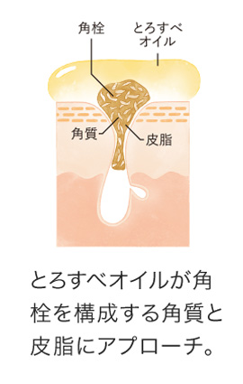 「熟成ホップエキス」と「緑茶エキス」の働きについての説明画像①