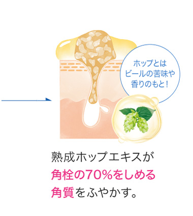 「熟成ホップエキス」と「緑茶エキス」の働きについての説明画像②