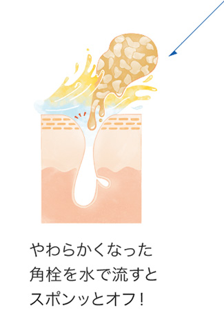 「熟成ホップエキス」と「緑茶エキス」の働きについての説明画像③