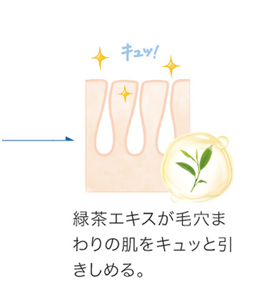 「熟成ホップエキス」と「緑茶エキス」の働きについての説明画像④
