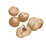 THREE バランシング クレンジング オイル Ｎに配合されている「ティーシードオイル（チャ種子油）」のイメージイラスト