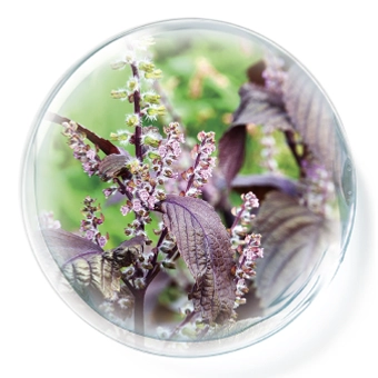 DUO（デュオ）ザ クレンジングバーム ブラックリペアに含まれる美容成分「テカリケア」のイメージ画像