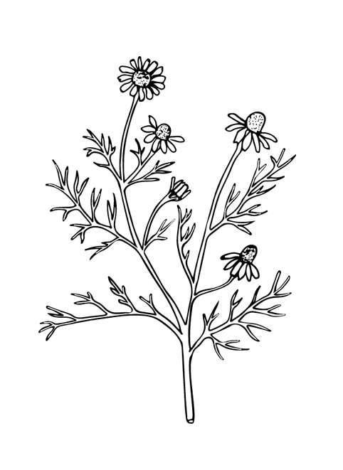 カモマイルのイラスト