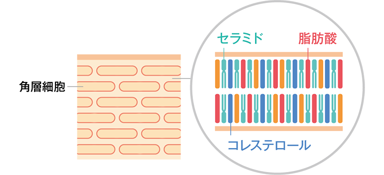 うるおいバリアをまもる洗浄成分について説明しているイラスト