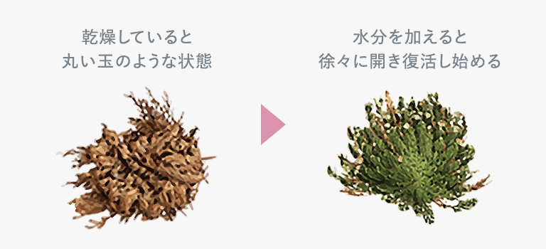 グリコシルトレハロースについて説明している画像